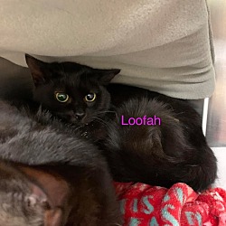 Thumbnail photo of Loofah #2