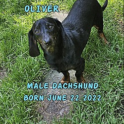 Photo of Oliver