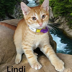 Thumbnail photo of Lindi #1