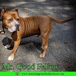 Thumbnail photo of Mr. Good Fellow #3