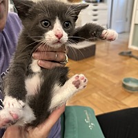 adopt a pet