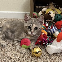 adopt a pet