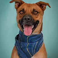 adopt a pet