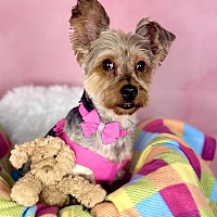adopt a pet