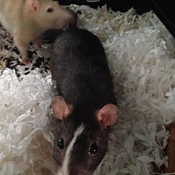Thumbnail photo of BABY and SWEETIE #1