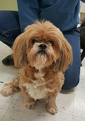 Ginger shih tzu sales