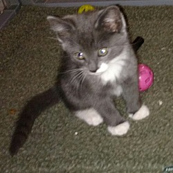 Thumbnail photo of Shelly (gas station kittens) #3