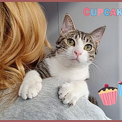 Thumbnail photo of Cupcake #1