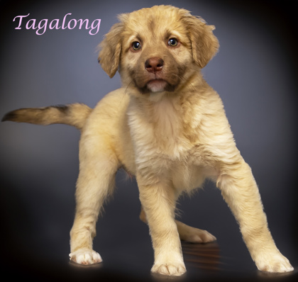 Thumbnail photo of Tagalong (D24-037) #2