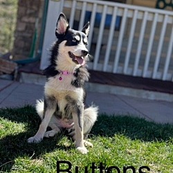 Photo of Buttons