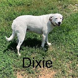 Photo of Dixie