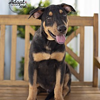 adopt a pet