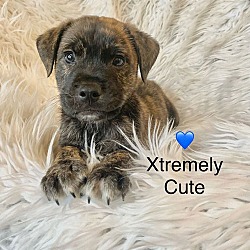 Thumbnail photo of Xtremely Cute #1