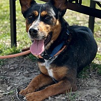 adopt a pet