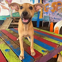 adopt a pet