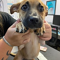 adopt a pet