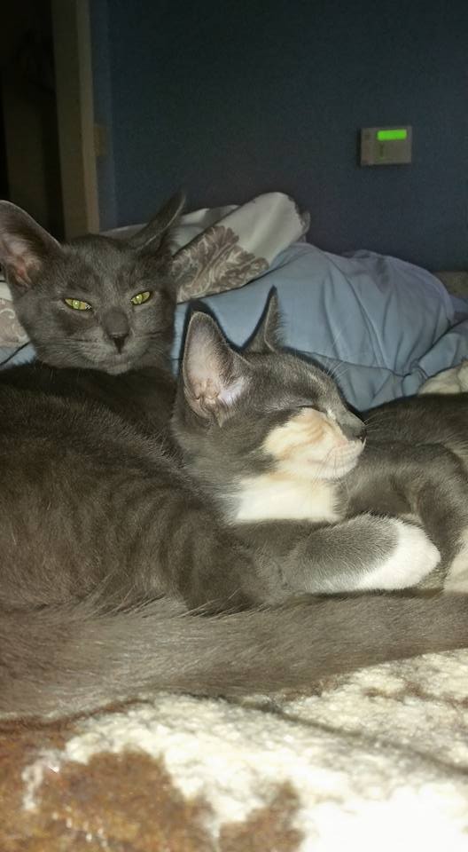 San Diego Ca Russian Blue Meet Toby A Pet For Adoption