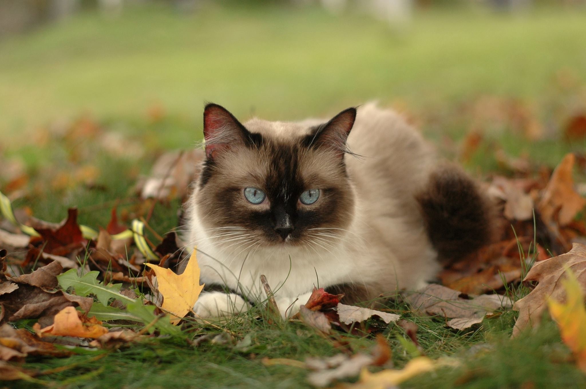 Anderson Sc Ragdoll Meet Annabelle A Pet For Adoption