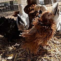 Photo of Chicks