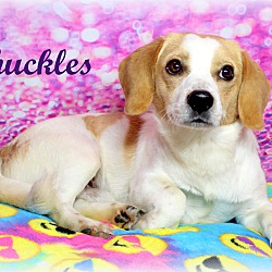 Thumbnail photo of Chuckles~adopted! #1