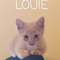 Thumbnail photo of Louie #3