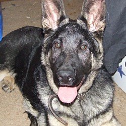 Photo of Thor *Adopted*