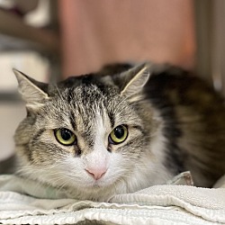 Photo of Cattitude Cat: Charlotte
