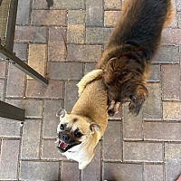 adopt a pet