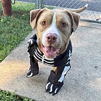 adopt a pet