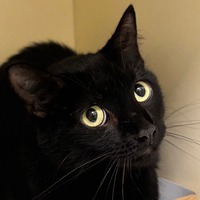 adopt-pet