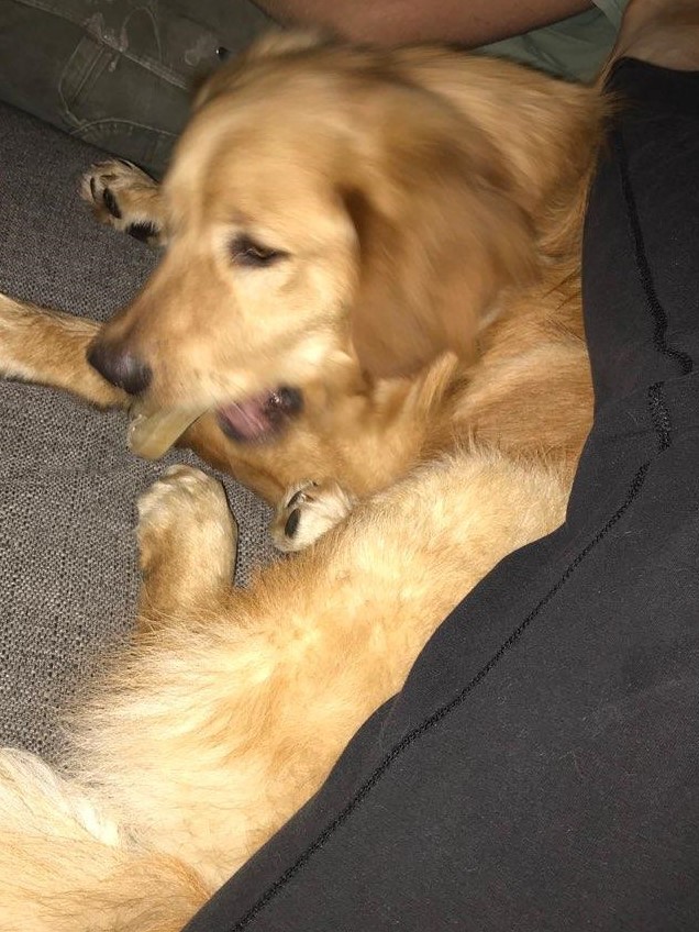 Westminster Md Golden Retriever Meet Buddy A Pet For Adoption