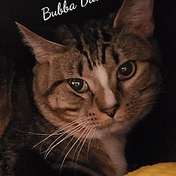 Thumbnail photo of Bubba Dave #2