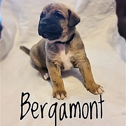 Photo of Puppy Bergamont