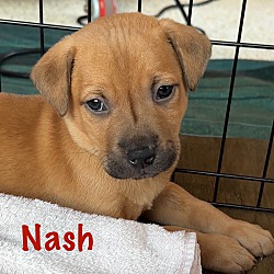Thumbnail photo of Nash #4