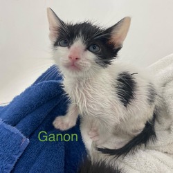 Thumbnail photo of Ganon #3