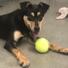 Adopt A Pet :: Chaos - South Haven, MI
