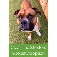 adopt a pet