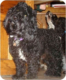 curly haired cocker spaniel