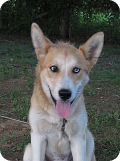 Ashburn Va Siberian Husky Meet Lily Deshea A Pet For Adoption