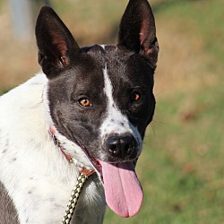 Thumbnail photo of Brie~adopted! #1
