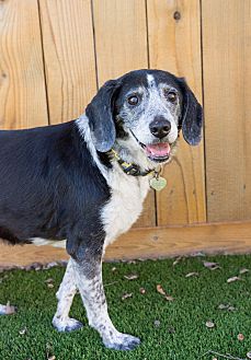 Adopt A Pet Petsmart Charities