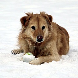 Thumbnail photo of Lassie #2