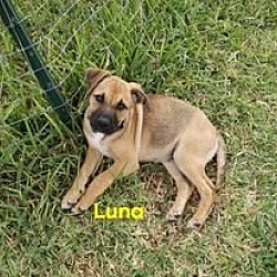 Thumbnail photo of Luna (TX) #4