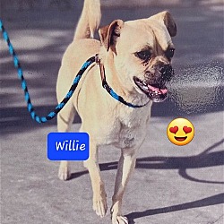 Photo of Willie