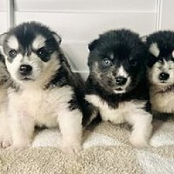 Photo of Musketeer 4 Husky Pups