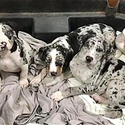 Photo of 4 Catahoula Leopard puppies (1 girl/3 boys)