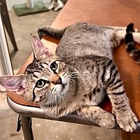 adopt a pet