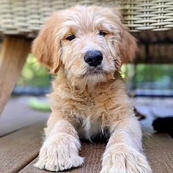 Thumbnail photo of Honey - Goldendoodle puppy #1