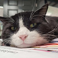 adopt a pet