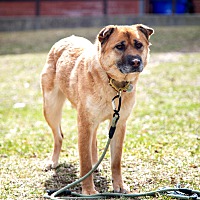 adopt-pet